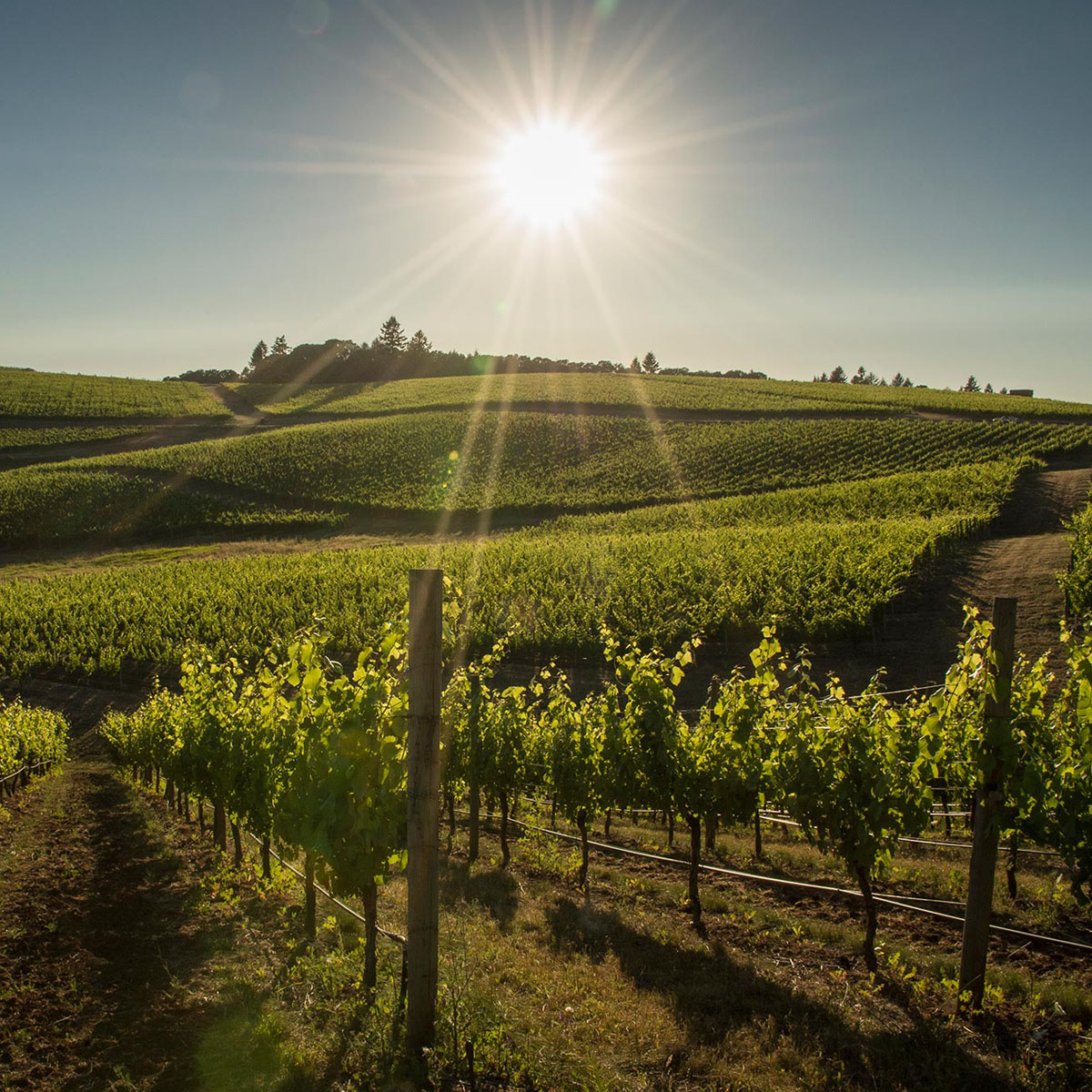 Nature - Umbria